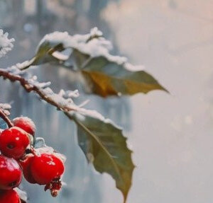 697deb279efe1-christmas-3.jpg *TEST STRIP*