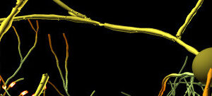 697ddf7339c41-69087666689cf-brain_508_tiff.jpg *TEST STRIP*